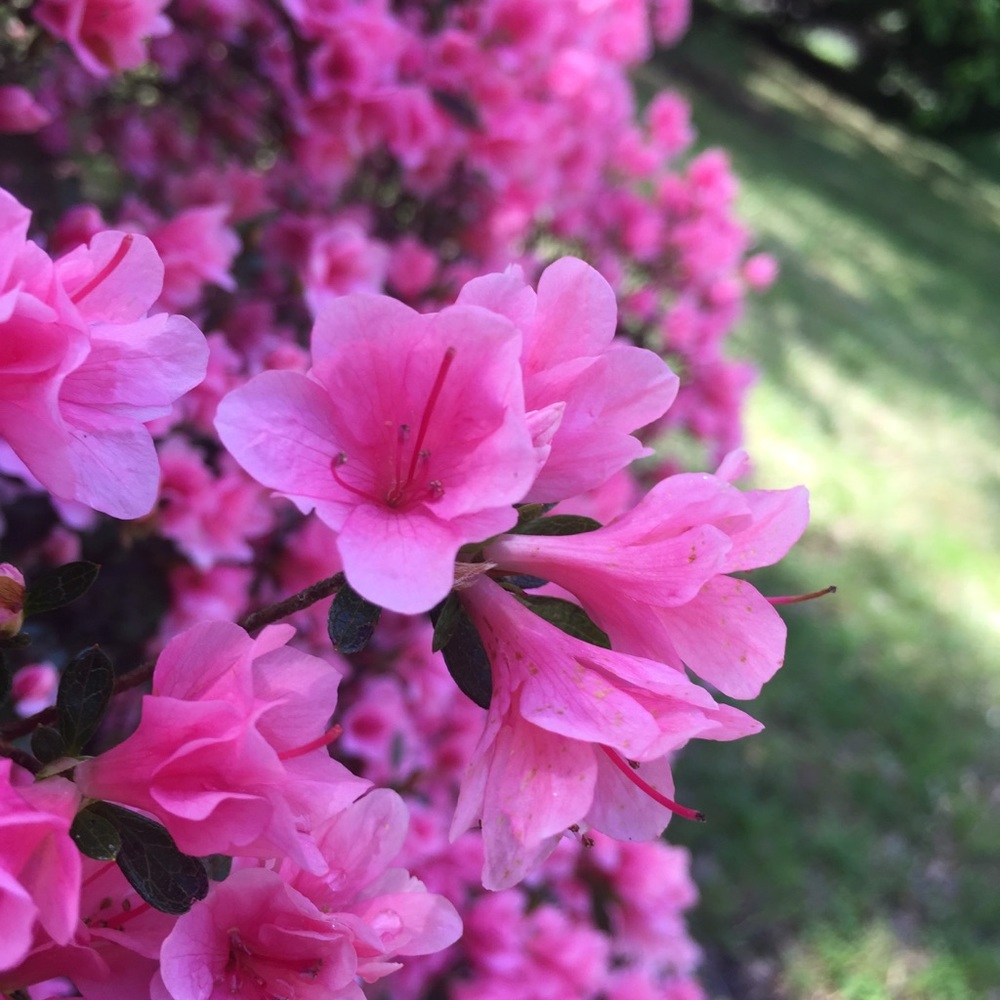 Meet your Posher, Kris